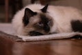 Rag-doll cat with her chin resting on front paw while lying on a rug with wooden floor Royalty Free Stock Photo