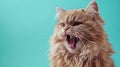 Ragamuffin, angry cat baring its teeth, studio lighting pastel background