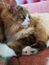 Ragamuffin cat resting on a Stickley furniture couch Royalty Free Stock Photo