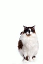 Ragamuffin cat standing and looking at the camera Royalty Free Stock Photo