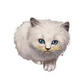 Ragamuffin kitten digital art illustration. Watercolor realistic portrait of furry cat face. Muzzle of kitty similar to ragdoll