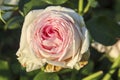 Ragazza flower head of a rose in de Guldemondplantsoen Rosarium in Boskoop Royalty Free Stock Photo