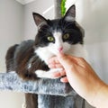 A beautiful cat black and white hair colour kissing a human hand