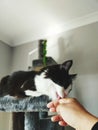 A cat black and white hair colour licking a human hand