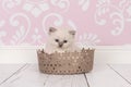 Ragdoll baby cat in lace basket Royalty Free Stock Photo