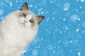 Grumpy ragdoll cat in blue background with snow