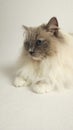 Ragdoll blue mitted blue eyes Royalty Free Stock Photo