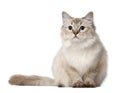 Ragdoll cat, 10 months old, sitting Royalty Free Stock Photo