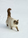 Ragdoll Cat Royalty Free Stock Photo