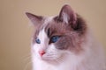 Ragdoll Cat