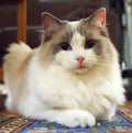 Ragdoll Cat Royalty Free Stock Photo