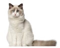 Ragdoll cat, 6 months old, sitting Royalty Free Stock Photo