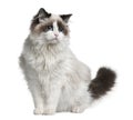 Ragdoll cat, 7 months old Royalty Free Stock Photo