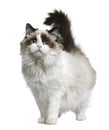 Ragdoll cat, 7 months old Royalty Free Stock Photo