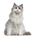 Ragdoll cat, 7 months old Royalty Free Stock Photo