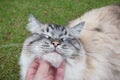 Ragdoll Cat Being Fussed Stroked By Owner