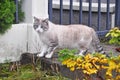 Ragdoll cat with blue eyes Royalty Free Stock Photo