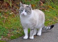 Ragdoll cat with blue eyes Royalty Free Stock Photo