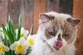 Ragdoll cat breed and a vase of narcissus