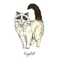 Ragdoll, cat breeds illustration with inscription, hand drawn colorful doodle, vector