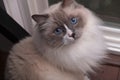 Ragdoll Cat with bright blue eyes close up indoors