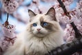 Ragdoll cat in in cherry blossom tree flower in spring Royalty Free Stock Photo