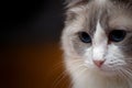 Ragdoll Cat close up head shot portrait Royalty Free Stock Photo