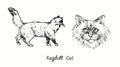 Ragdoll Cat collection, head front view and standing side view. Ink black and white doodle drawing