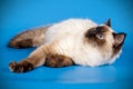 Ragdoll cat on colored backgrounds