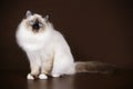 Ragdoll cat on colored backgrounds