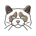 ragdoll cat cute pet color icon vector illustration