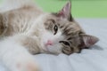 Cute pet Ragdoll cat was waken. Royalty Free Stock Photo