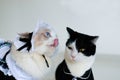 Ragdoll cat in dree try to lick black white cat , the cat is unhappy and refuse