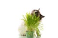 A Ragdoll cat eats grass from a plastic pot. Royalty Free Stock Photo