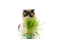 A Ragdoll cat eats grass from a plastic pot. Royalty Free Stock Photo