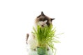 A Ragdoll cat eats grass from a plastic pot. Royalty Free Stock Photo