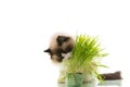 A Ragdoll cat eats grass from a plastic pot. Royalty Free Stock Photo