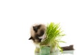 A Ragdoll cat eats grass from a plastic pot. Royalty Free Stock Photo