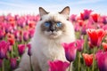 Ragdoll cat in field of pink tulip spring flowers Royalty Free Stock Photo