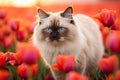 Ragdoll cat in field of tulip spring flowers Royalty Free Stock Photo