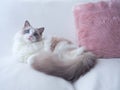 Ragdoll cat with fluffy cushion. Royalty Free Stock Photo