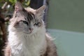 Ragdoll cat, on the garden fence, sunbathing Royalty Free Stock Photo