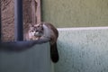 Ragdoll cat, on the garden fence, sunbathing Royalty Free Stock Photo