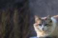 Ragdoll cat on garden fence sunning in late afternoon Royalty Free Stock Photo