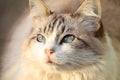 Ragdoll cat on garden fence sunning in late afternoon Royalty Free Stock Photo