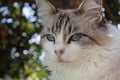 Ragdoll cat on garden fence sunning in late afternoon Royalty Free Stock Photo