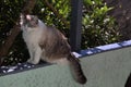 Ragdoll cat on garden fence sunning in late afternoon Royalty Free Stock Photo
