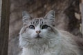 Ragdoll cat on garden fence sunning in late afternoon Royalty Free Stock Photo