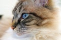 Ragdoll Cat Head Portrait Close Up Royalty Free Stock Photo