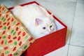 Ragdoll cat hiding in the red Christmas gift box Royalty Free Stock Photo